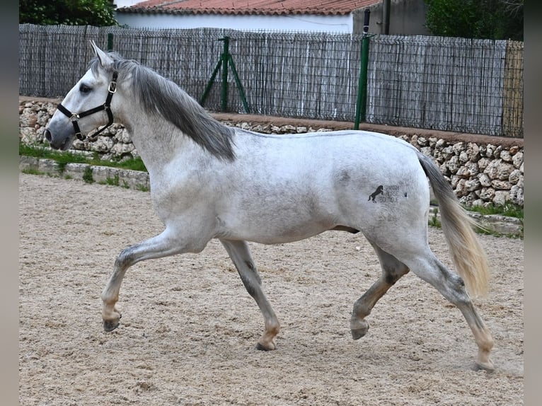 Andaluces Semental 3 años 168 cm Tordo in Menorca