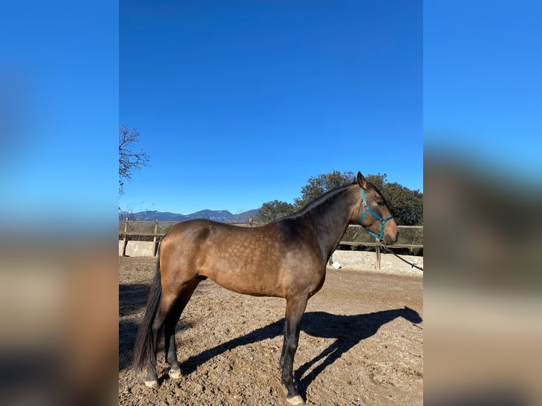 Andaluces Semental 3 años 170 cm Bayo in Serinya