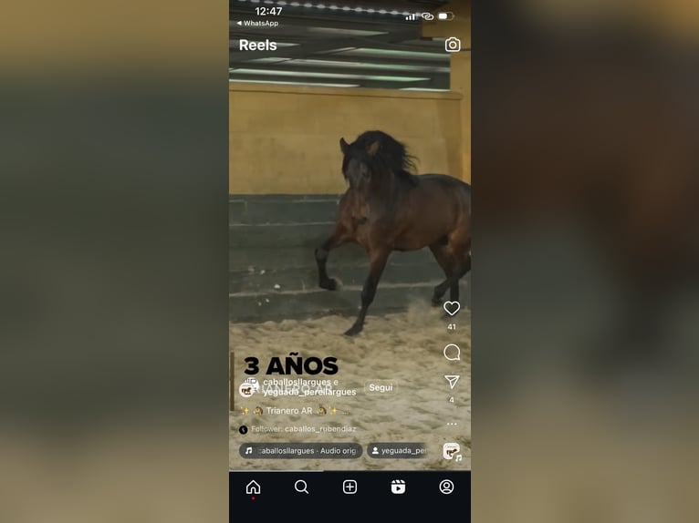 Andaluces Semental 3 años 170 cm Castaño in Latiano