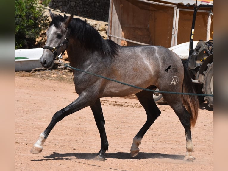 Andaluces Semental 3 años 170 cm Tordo in Menorca