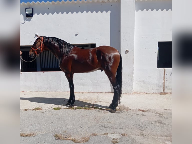 Andaluces Semental 3 años 172 cm Castaño in Terrassa
