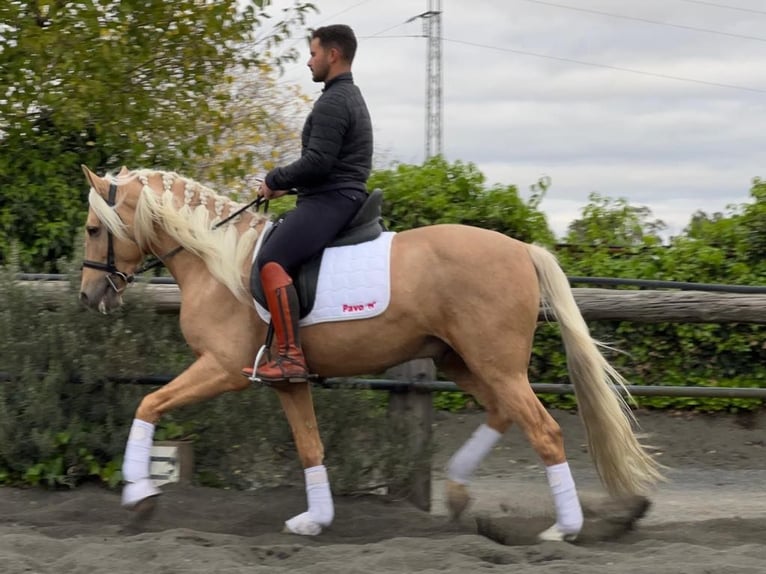 Andaluces Semental 3 años Palomino in Galaroza (Huelva)