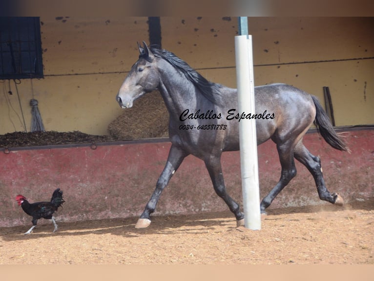 Andaluces Semental 3 años Tordillo negro in Vejer de la Frontera