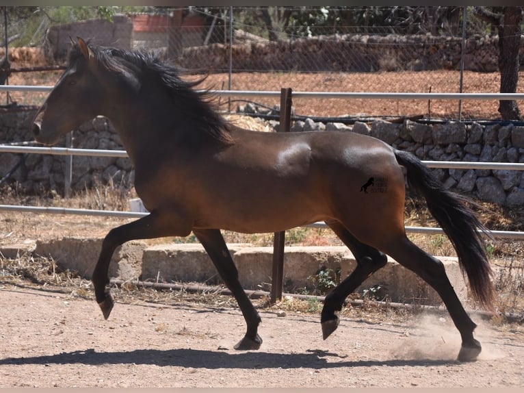 Andaluces Semental 4 años 154 cm Castaño in Mallorca