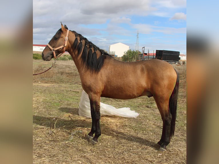 Andaluces Semental 4 años 155 cm Bayo in Vejer de la Frontera
