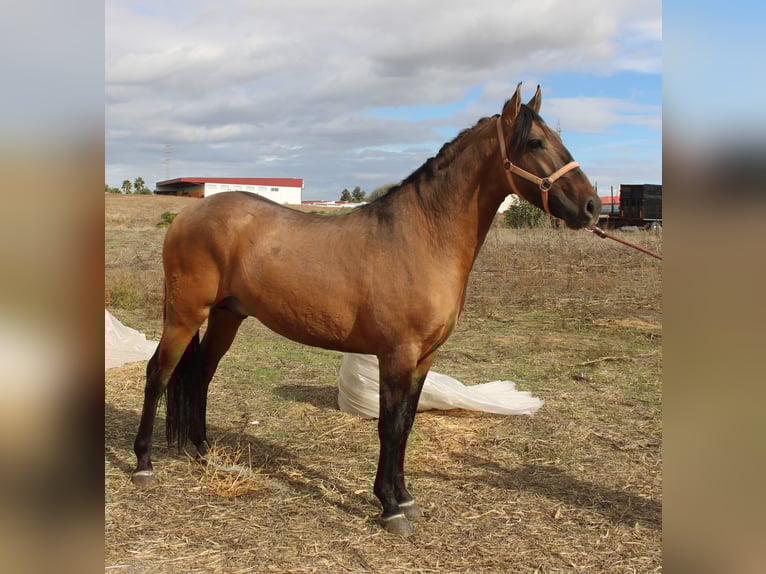 Andaluces Semental 4 años 155 cm Buckskin/Bayo in Vejer de la Frontera