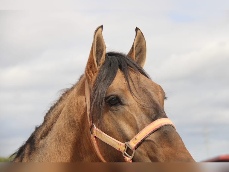 Andaluces Semental 4 años 155 cm Buckskin/Bayo in Vejer de la Frontera