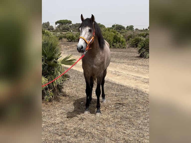 Andaluces Mestizo Semental 4 años 155 cm Musgo marrón in EL PALMAR