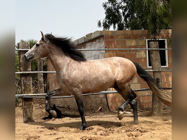 Andaluces Mestizo Semental 4 años 155 cm Musgo marrón in EL PALMAR