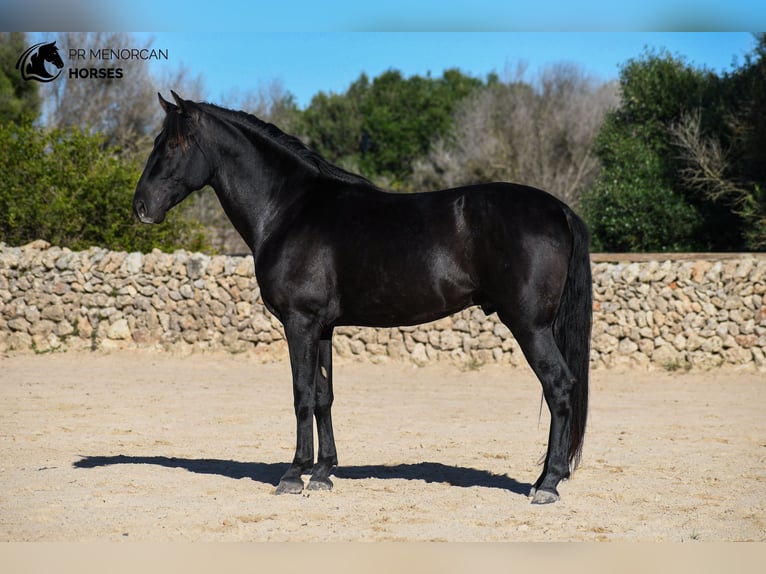 Andaluces Semental 4 años 155 cm Negro in Menorca