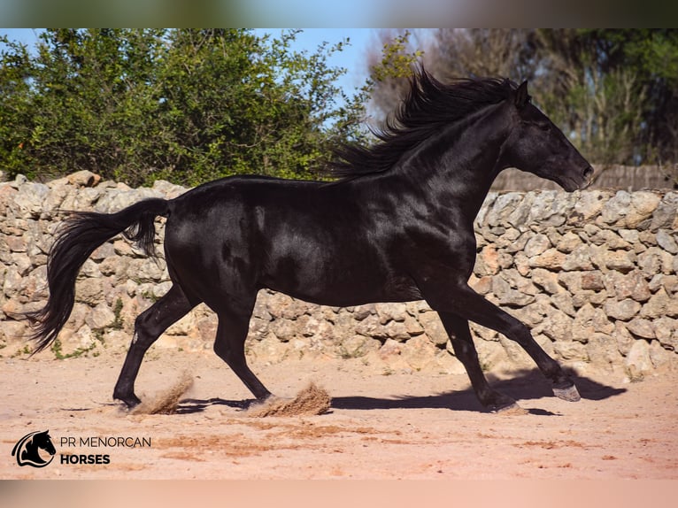 Andaluces Semental 4 años 155 cm Negro in Menorca