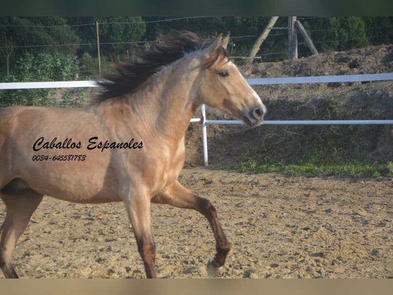 Andaluces Semental 4 años 156 cm Bayo in Vejer de la Frontera