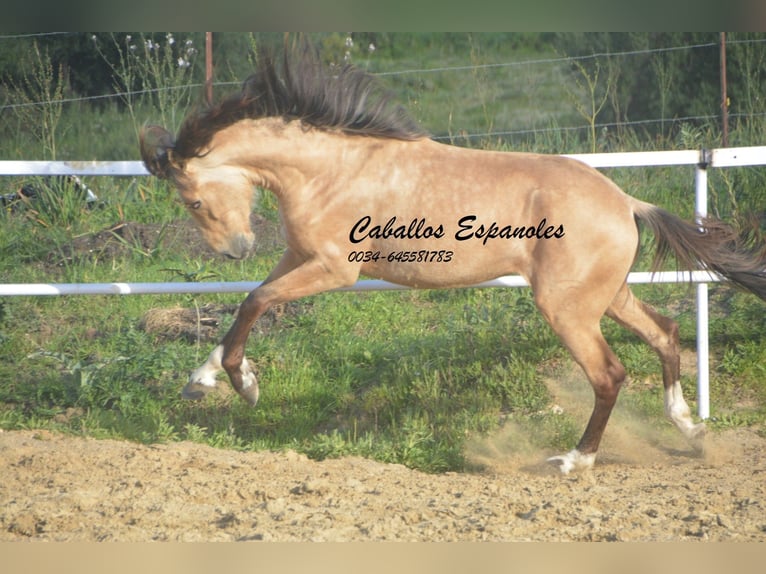 Andaluces Semental 4 años 156 cm Bayo in Vejer de la Frontera