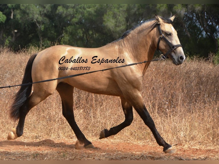 Andaluces Semental 4 años 156 cm Buckskin/Bayo in Vejer de la Frontera