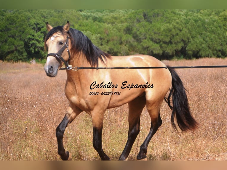 Andaluces Semental 4 años 156 cm Buckskin/Bayo in Vejer de la Frontera