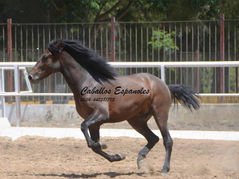 Andaluces Semental 4 años 156 cm Morcillo in Vejer de la Frontera