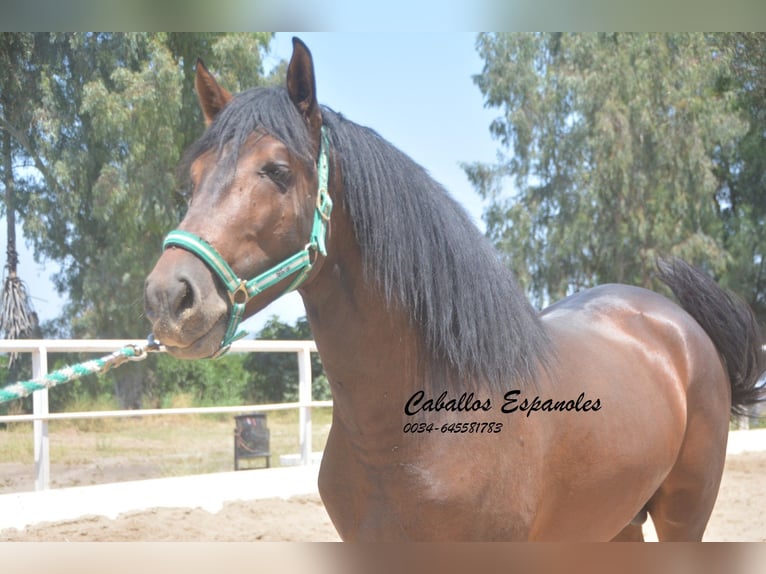 Andaluces Semental 4 años 156 cm Morcillo in Vejer de la Frontera