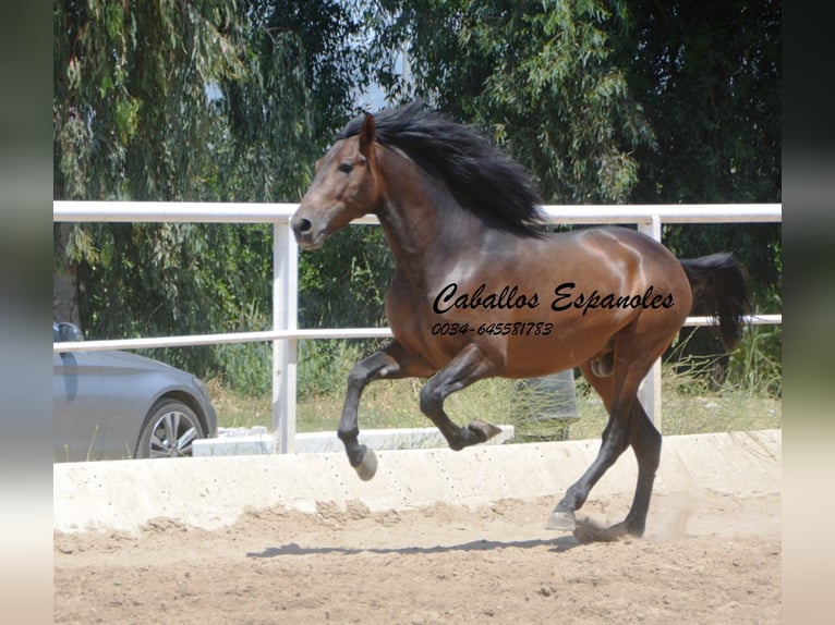 Andaluces Semental 4 años 156 cm Morcillo in Vejer de la Frontera