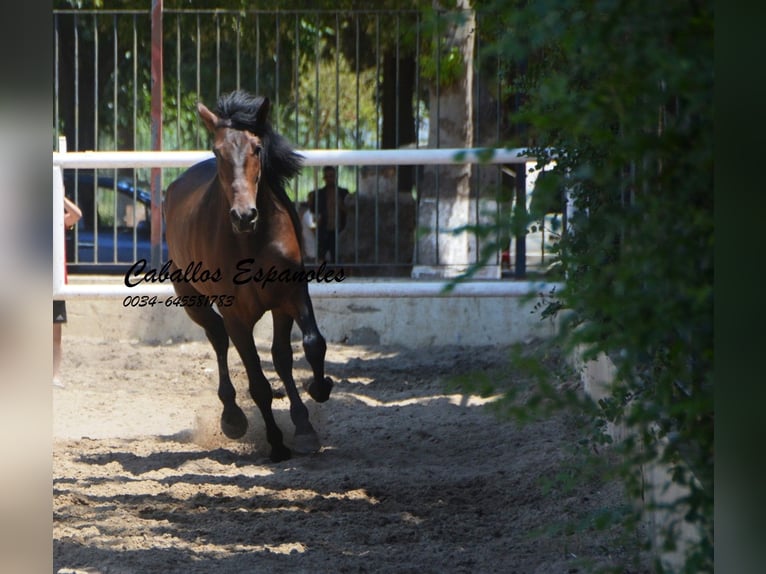 Andaluces Semental 4 años 156 cm Morcillo in Vejer de la Frontera