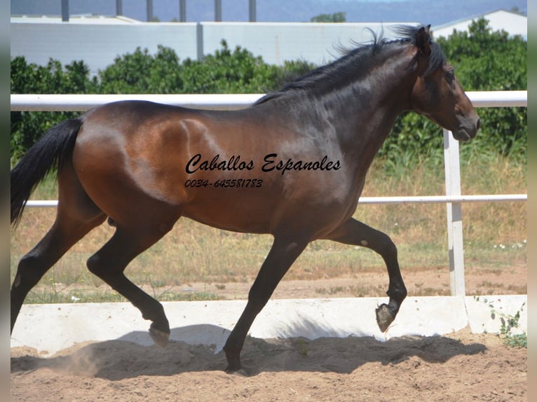 Andaluces Semental 4 años 156 cm Morcillo in Vejer de la Frontera