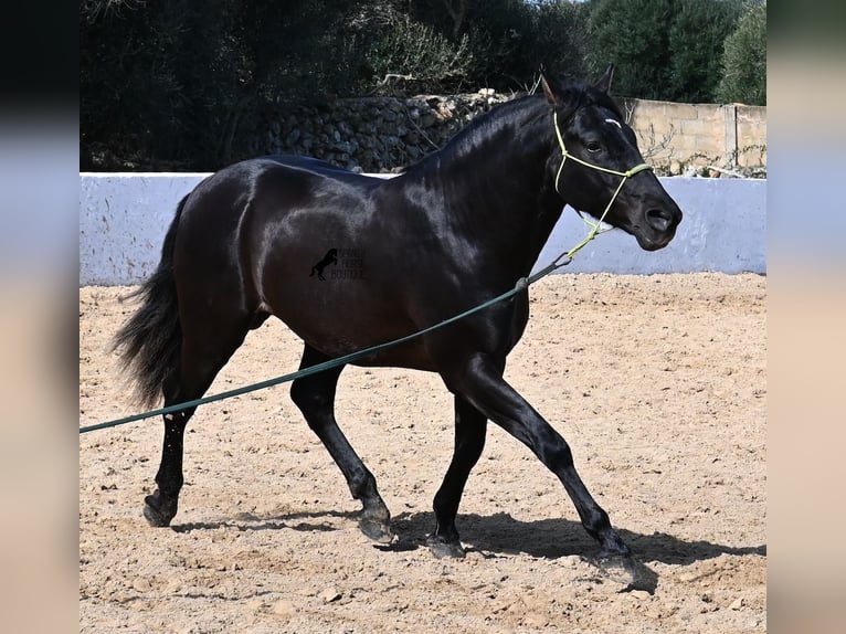 Andaluces Semental 4 años 156 cm Negro in Menorca