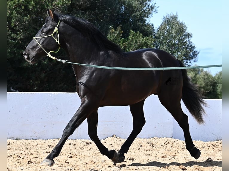 Andaluces Semental 4 años 156 cm Negro in Menorca