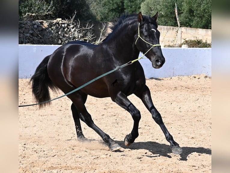 Andaluces Semental 4 años 156 cm Negro in Menorca