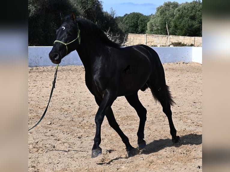 Andaluces Semental 4 años 156 cm Negro in Menorca