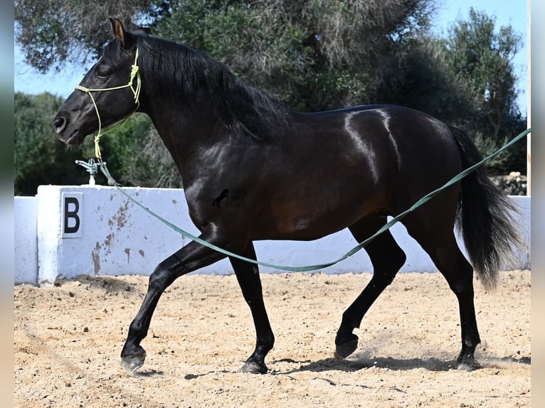 Andaluces Semental 4 años 156 cm Negro in Menorca