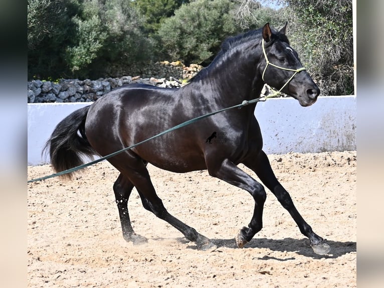 Andaluces Semental 4 años 156 cm Negro in Menorca