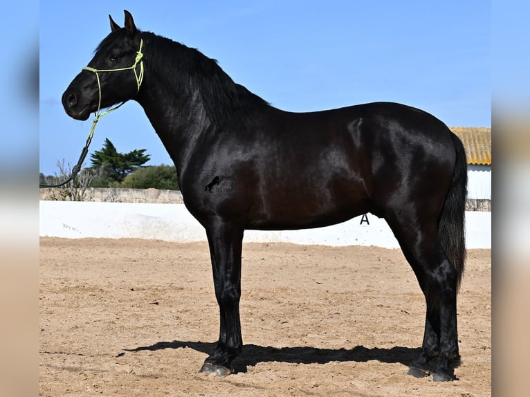 Andaluces Semental 4 años 156 cm Negro in Menorca