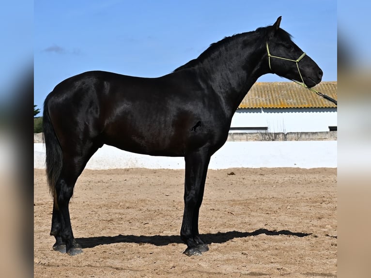 Andaluces Semental 4 años 156 cm Negro in Menorca