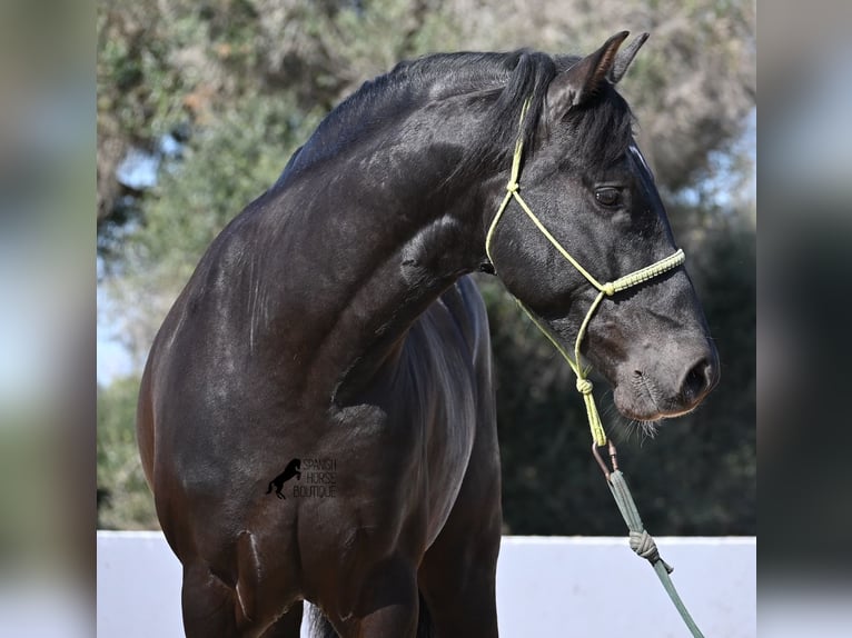 Andaluces Semental 4 años 156 cm Negro in Menorca