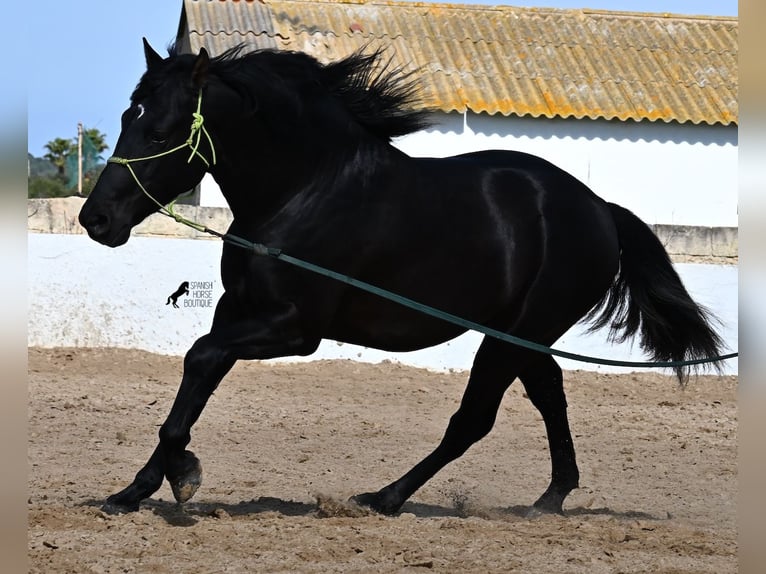 Andaluces Semental 4 años 156 cm Negro in Menorca