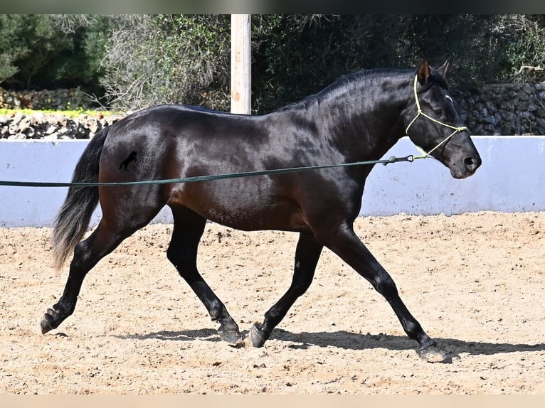 Andaluces Semental 4 años 156 cm Negro in Menorca