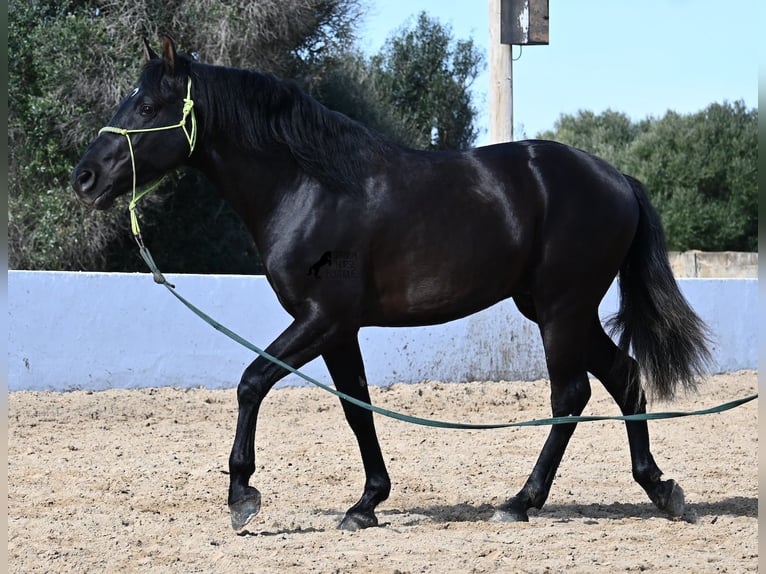 Andaluces Semental 4 años 156 cm Negro in Menorca