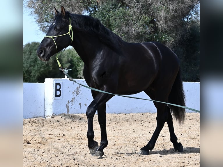 Andaluces Semental 4 años 156 cm Negro in Menorca