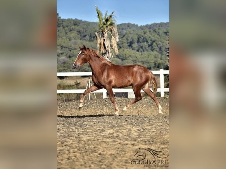 Andaluces Semental 4 años 157 cm Alazán in Barcelona