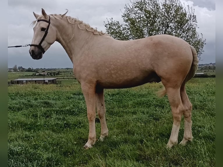 Andaluces Semental 4 años 157 cm Palomino in Caceres