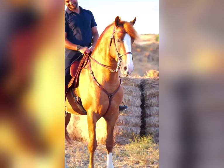 Andaluces Semental 4 años 158 cm Alazán in Jerez