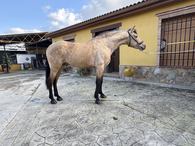 Andaluces Semental 4 años 158 cm Buckskin/Bayo in Valderrubio