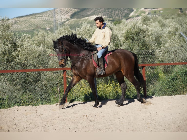 Andaluces Semental 4 años 158 cm Castaño in Pruna