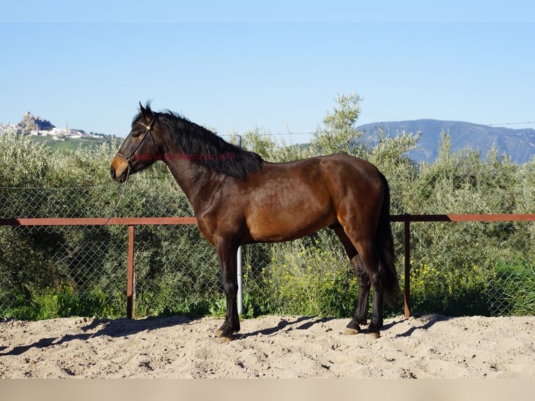 Andaluces Semental 4 años 158 cm Castaño in Pruna