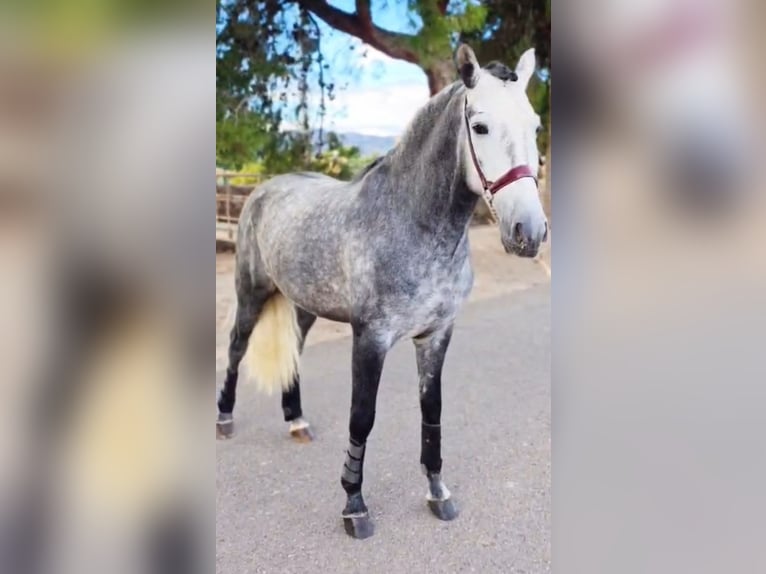 Andaluces Semental 4 años 158 cm Tordo rodado in Ermelo