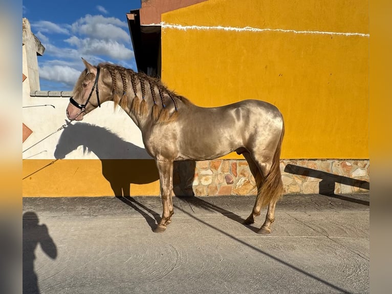 Andaluces Semental 4 años 159 cm Perlino in Valderrubio