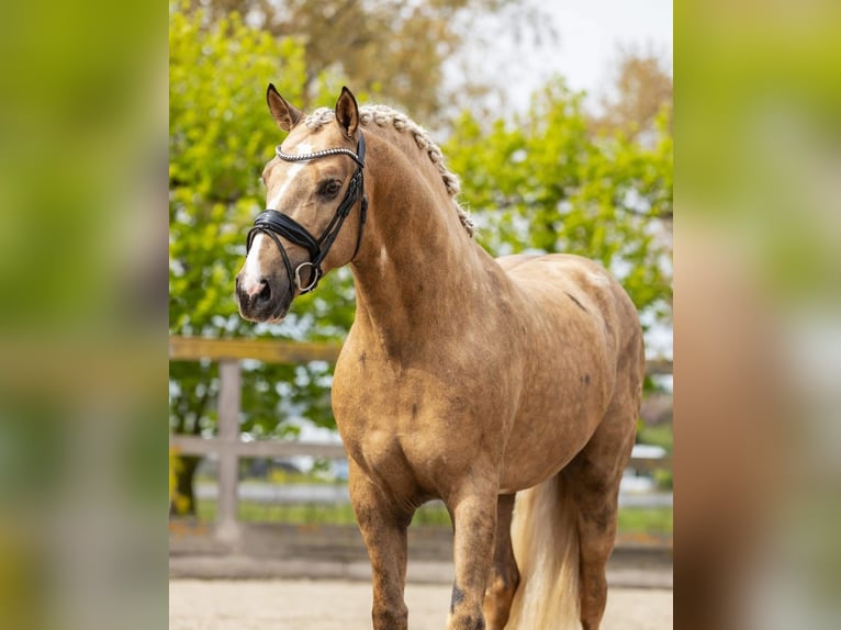 Andaluces Semental 4 años 161 cm Palomino in Sm