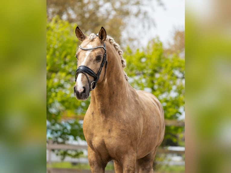 Andaluces Semental 4 años 161 cm Palomino in Sm