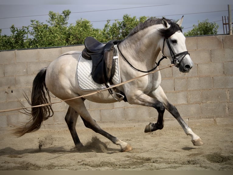 Andaluces Semental 4 años 162 cm Musgo marrón in Valencia