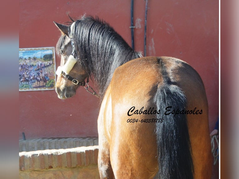 Andaluces Semental 4 años 162 cm Musgo marrón in Vejer de la Frontera