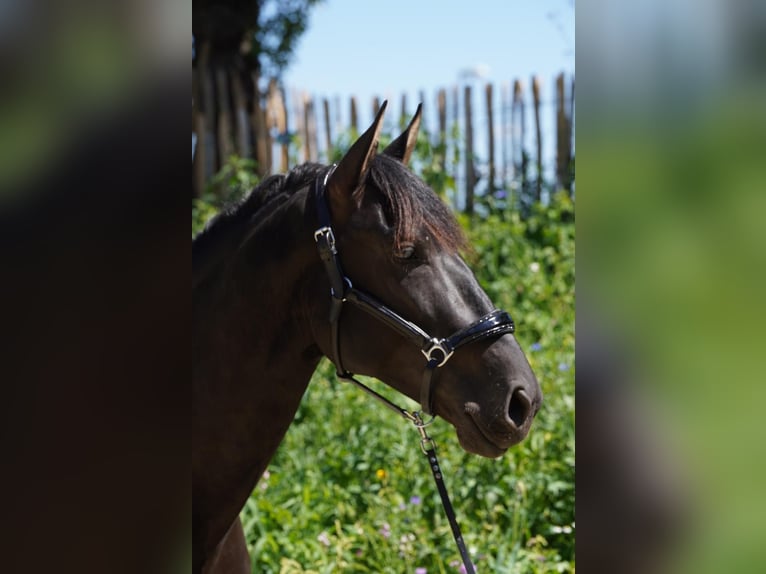 Andaluces Semental 4 años 162 cm Negro in Krumbach